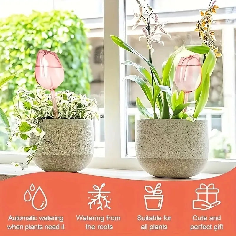 pink tulip plant watering balls detail and structure