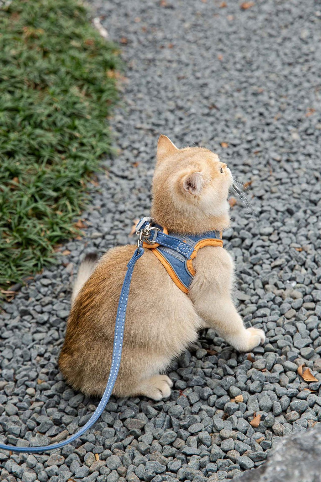 Cat Traction Rope Vest Style Reflective Chest Harness Anti Stroke Resistance - Image 3