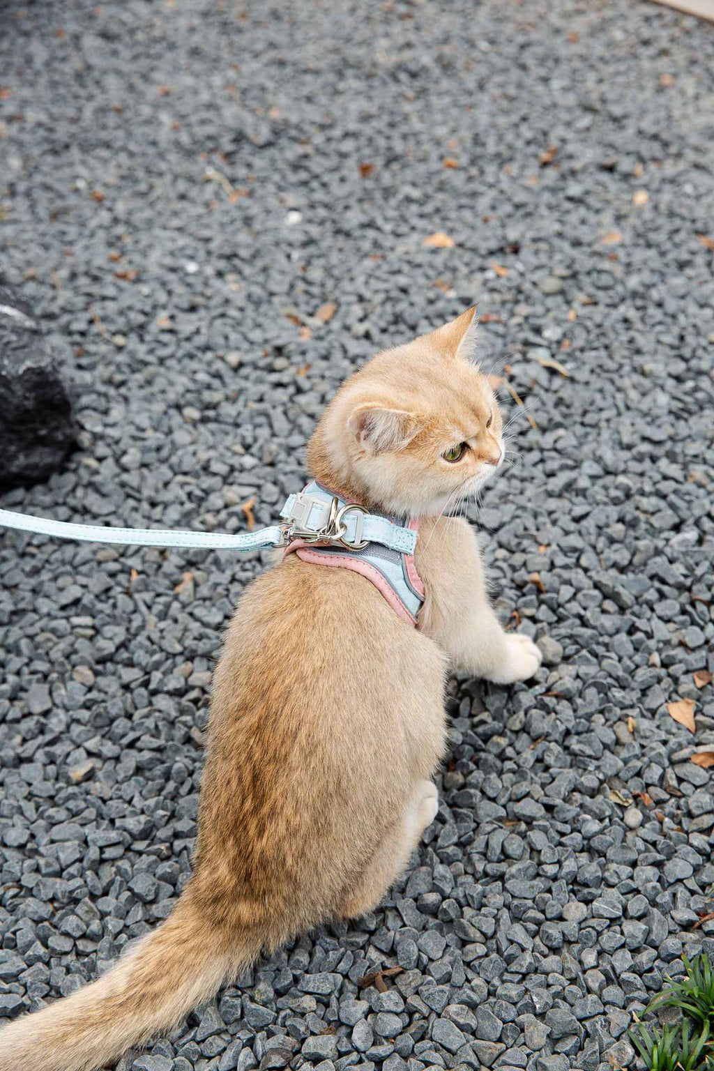 Cat Traction Rope Vest Style Reflective Chest Harness Anti Stroke Resistance - Image 4