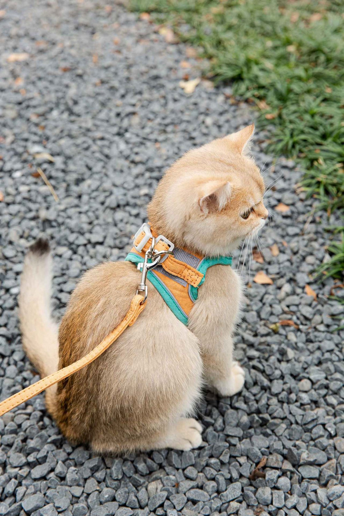 Cat Traction Rope Vest Style Reflective Chest Harness Anti Stroke Resistance - Image 5